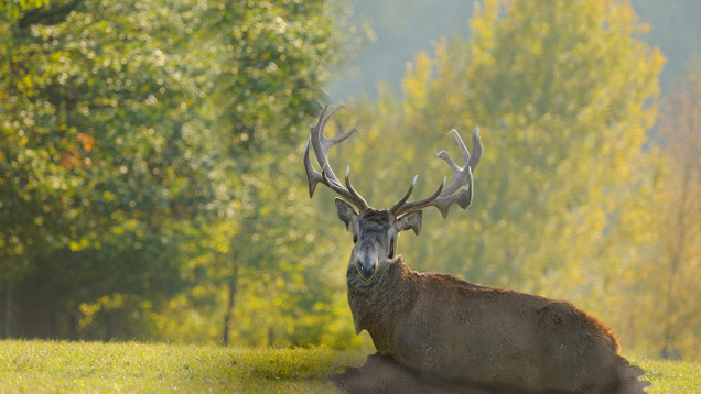 Illustration for article titled 6 Amazing Pictures Of Deer Melting That We Published Before Looking Up An Explanation